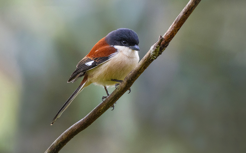 Burmese Shrike (Lanius collurioides) at Da Lat Birding Trails - Southern Vietnam. Photo by: Phuc Le - Vietnam Bird Photography Tours - Vietbirdphototours.com